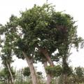 山银花137