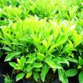 非洲茉莉