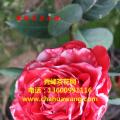 茶花