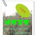 白皮松