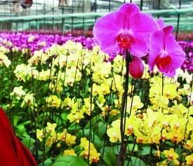 山东聊城：新年临近 高品质鲜花俏销（图）