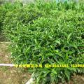 非洲茉莉球