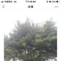 桂木