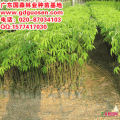 美丽异木棉