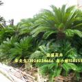 多头苏铁