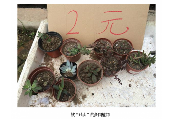 暗处伸出的“黑手” 摊主直呼“伤不起”