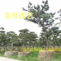 黑松