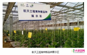 胶东首例航天牡丹培育成 胶东首例航天牡丹培育成