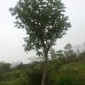 黄槐