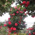 茶花（乔依肯德立克）