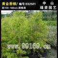 黄金香柳