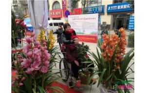 春节临近 昆明花市年宵花热销