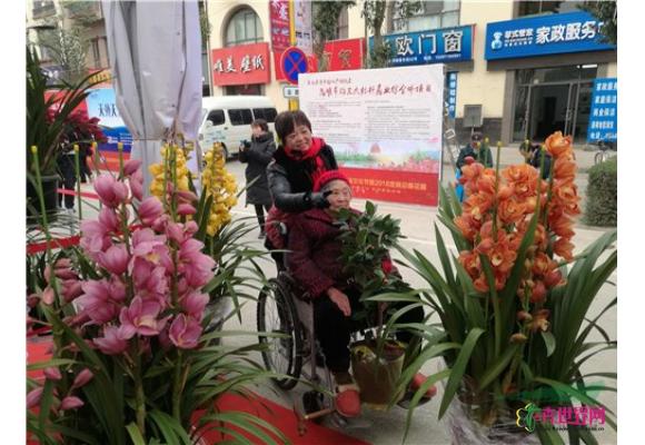 春节临近 昆明花市年宵花热销 春节临近 昆明花市年宵花热销