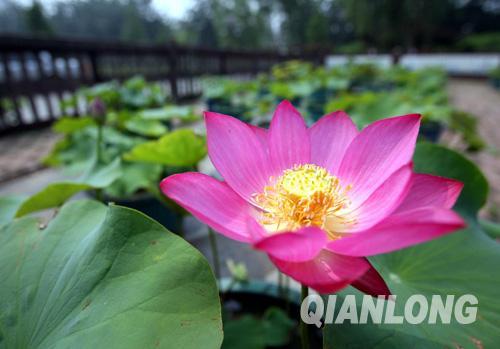 历经三年研发--荷花新品“红舞飞”莲花池盛开