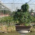 福建茶4Carmona microphylla