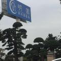 罗汉松