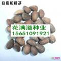 白皮松