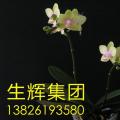 蝴蝶兰