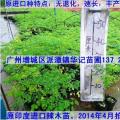 辣木