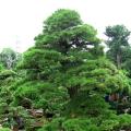 黑松