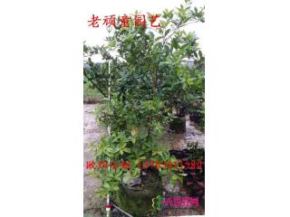 巴西甜樱桃