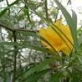 黄花夹竹桃