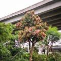 芒果