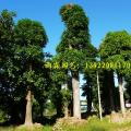 扁桃树（30-100CM）