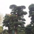 罗汉松