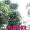 细叶榕