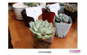 花筑丽江清迈客栈建成多肉博物馆