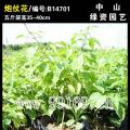 炮仗花