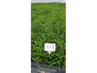 龙血树