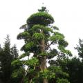 日本罗汉松