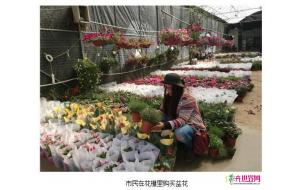 斗南花市：盆花销售进入传统淡季