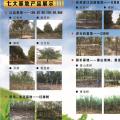 榉树