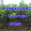 其它松柏杉竹