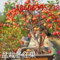 其它观果盆栽