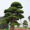 罗汉松