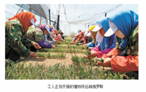 开原借助“互联网+”模式 打开国际苗木市场