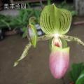 拖鞋兰[魔王1]