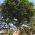 细叶榕