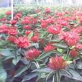 龙船花