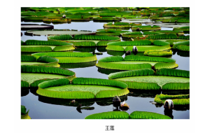 西双版纳植物园7月进入“赏莲月”