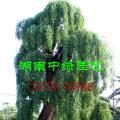 古龙爪槐