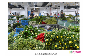 绍兴柯桥菊花受宠 出口日本每日达20万支