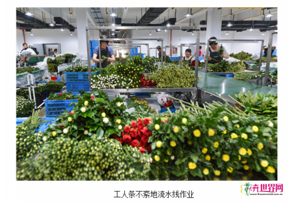 绍兴柯桥菊花受宠 出口日本每日达20万支 绍兴柯桥菊花受宠 出口日本每日达20万支