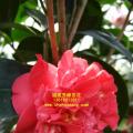 茶花  绒球