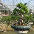 台湾榕1 Ficus formosana