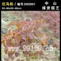 红乌桕